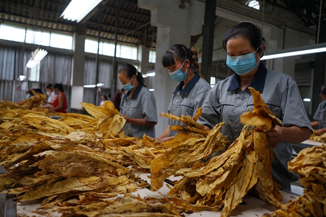 镇远涌溪乡:巩固传统产业 又开致富新路