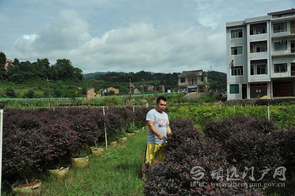 青溪镇人口_青川县青溪镇旧照片(2)