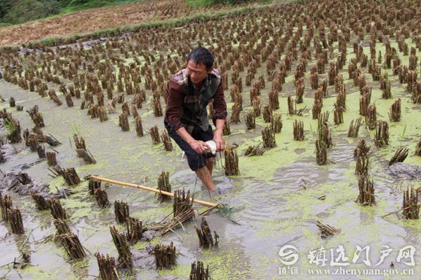 贵州羊场镇人口_贵州盘县羊场乡地图